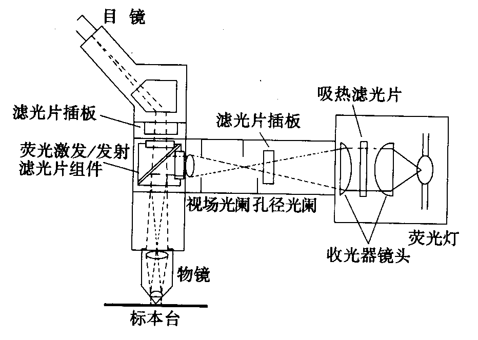 熒光顯微鏡原理圖，激發(fā)濾板和壓制濾色系統(tǒng)